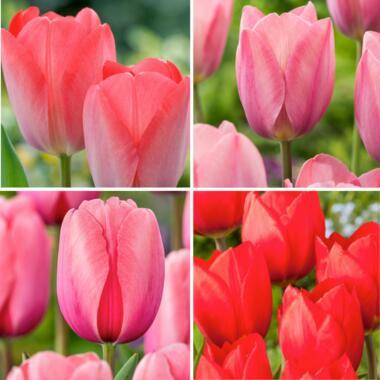 Tulipa Rood & Roze Tulpenmix - Bloembollen - Set van 80 product