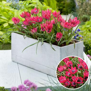 Tulipa Little Beauty - Bloembollen - Set van 40 - Rode tulpen Meerjarig product