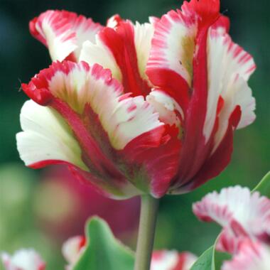 Tulipa Estella Rijnveld - Set van 14 - Tulpenbollen - Winterharde Bloembollen product