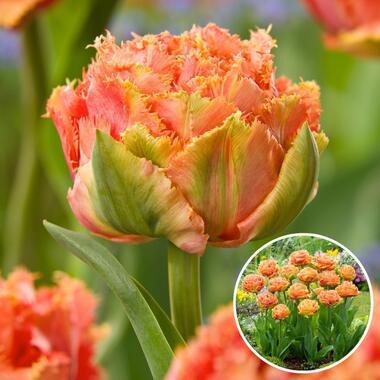 Tulipa Brisbane - Bloembollen - Set van 15 - Tulp - Roze product