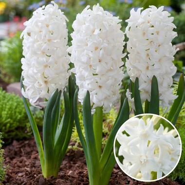 Hyacinthus Carnegie - Set van 20 - Hyacint - Winterharde bloembollen product