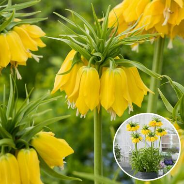 Fritillaria Lutea 'Keizerskroon' - Bloembollen - Set van 3 product