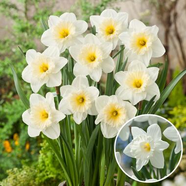 Narcissus Mount Hood - Set van 15 - Narcisbollen - Winterharde bloembollen product