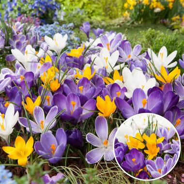 Crocus Large Flowering Mix - Bloembollen x30 - Krokus product