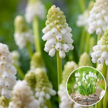 Muscari White Magic - Bloembollen x50 - Witte Druifhyacint product