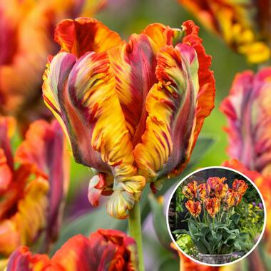 Tulipa Rasta Parrot - Tulpenbollen x10 - Bloembollen product