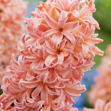 Hyacinthus Gipsy Queen - 15x Winterharde Bloembollen Hyacinten - Vroegbloeiend product