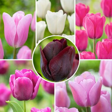 Tulipa Pastel Mix - Tulpenbollen x40 - Bloembollen product