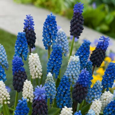 Muscari Magic Mix - Bloembollen x50 - Druifhyacinten - Bloembollenmix product