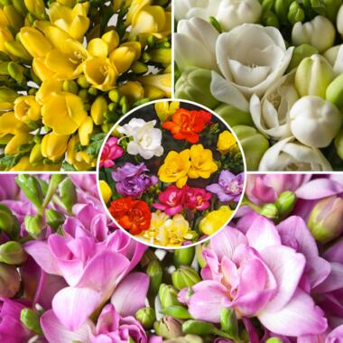 Freesia Double Mix - Set van 40 - Bloembollen - Zomerbloeiende bloembollen product