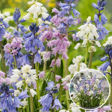 Hyacinthoides Hispanica Mix - Bloembollen x40 - Spaans Sterhyacint Mix product