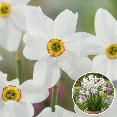 Narcissus Recurvus x30 - Narcisbollen - Meerjarige winterharde bloembollen product