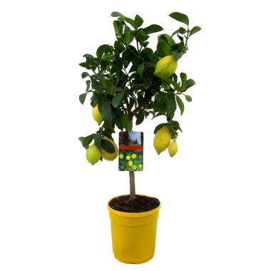 Citroenboom - Citrus limon - Hoogte 60-70cm - ⌀19cm product