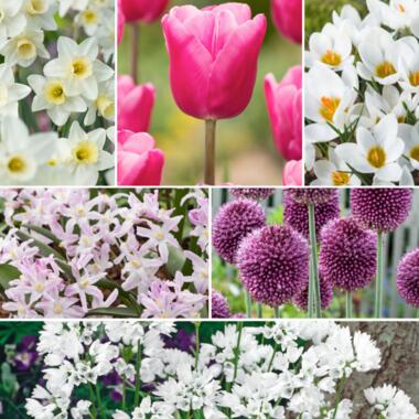 Bulb Garden Pink - 125x Bollen Mix - Narcis, Allium, Krokus, Tulp product