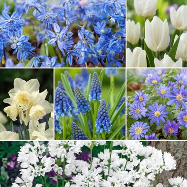 Bulb Garden Blue - 250x Bloembollen Mix - Voor Tuin, Terras of Balkon product