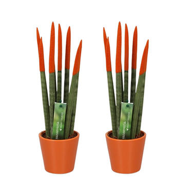 Vrouwentong - Set van 2 - Sansevieria cylindrica - Hoogte 20-40cm - ⌀9cm product