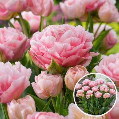 Tulipa Dreamer - Tulpenbollen - Set van 15 - Bloembollen product