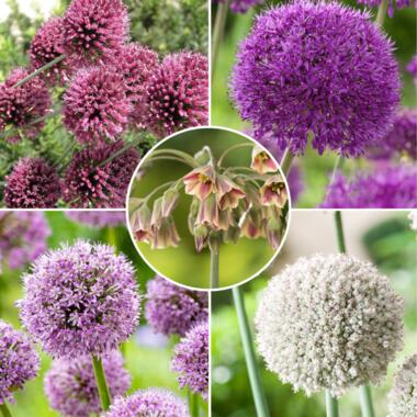 Bulb Garden Allium - x160 Bollen - 5 Variëteiten - Sierui - Bloembollen product