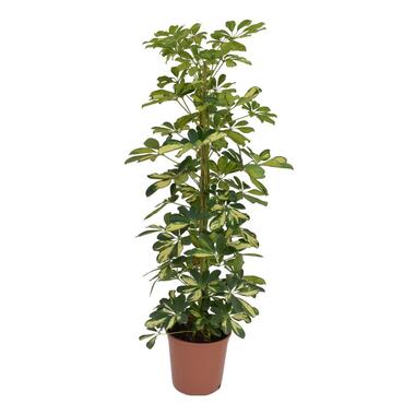 Schefflera Dalton - Vingerplant - Pot 21cm - Hoogte 90-100cm product