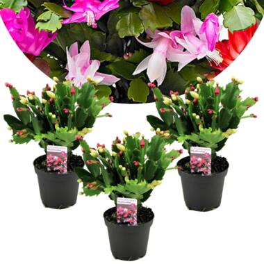 Schlumbergera Tricolor - Set van 3 - Kerstcactussen - Pot 9cm - Hoogte 15-25cm product