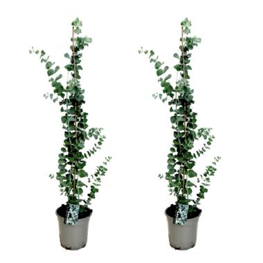 Eucalyptus Silver Dollar x2 - Winterharde Eucalyptus -Pot 19cm -Hoogte 100-110cm product