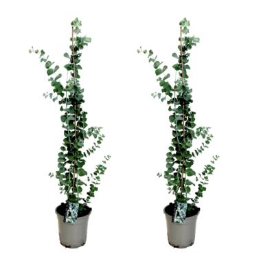 Zilvereucalyptus - Set van 2 - Eucalyptus - Hoogte 100-110cm - ⌀19cm product