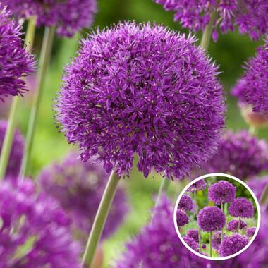 Allium Purple Sensation - Set van 60 - Bloembollen Alium product