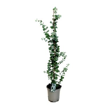 Eucalyptus 'Silver Dollar' - Winterharde Eucalyptus - ⌀19cm - Hoogte 100-110cm product