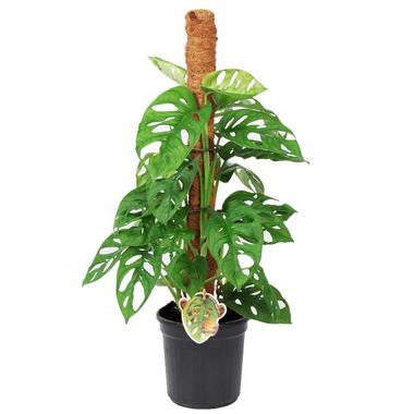 Monstera Monkey Mask - Mosstok - Rimpelgatenplant - Pot 16cm - Hoogte 60-70cm product