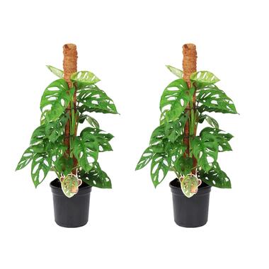 Monstera Monkey Mask - Set van 2 - Mosstok - Pot 16cm - Hoogte 60-70cm product