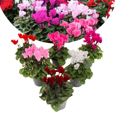 Cyclamen Persicum - Mix van 6 - Pot 9cm - 10-20cm product