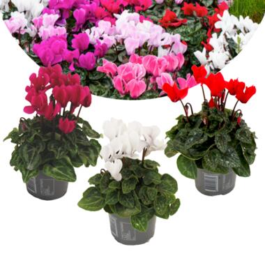 Cyclamen Persicum - Mix van 3 - Pot 9cm - 10-20cm product