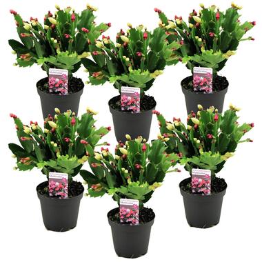 Schlumbergera Tricolor - Set van 6 - Kerstcactussen - Pot 9cm - Hoogte 15-25cm product