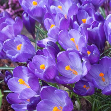 Crocus Ruby Giant - 100x Krokusbollen - Vroege bloeiers product