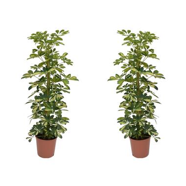 Schefflera Dalton - Set van 2 - Vingerplant - Pot 21cm - Hoogte 90-100cm product