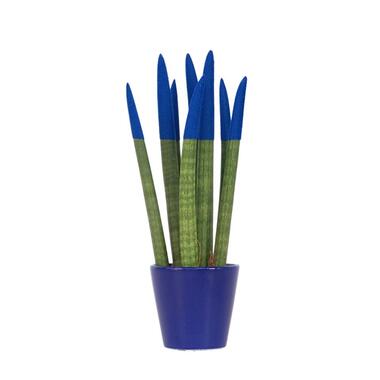 Afrikaanse Speerplant - Sansevieria cylindrica - Hoogte 20-40cm - Pot 9cm