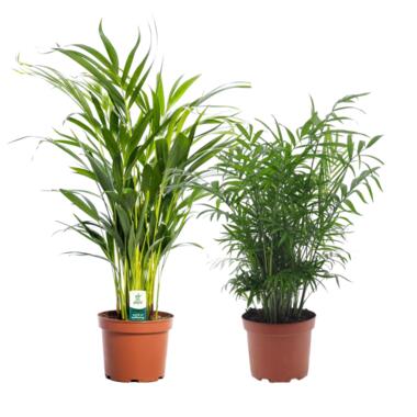 Areca, Chamaedorea - Mix van 2 - Pot 17cm - Hoogte 50-70cm product