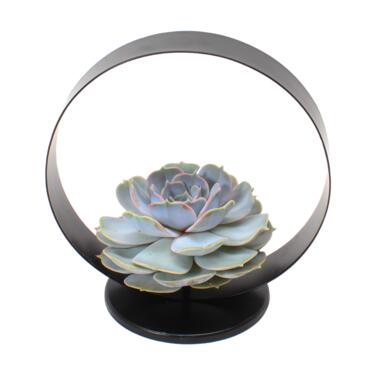 Echeveria Black Metal Ring - succulent in decoratieve metalen ring -20 cm Zwart product