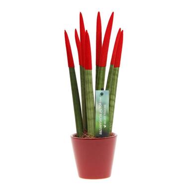 Vrouwentong - Sansevieria cylindrica - Hoogte 20-40cm - ⌀9cm product