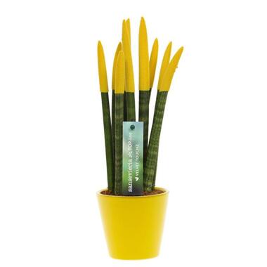 Afrikaanse Speerplant - Sansevieria cylindrica - Hoogte 20-40cm - Pot 9cm product