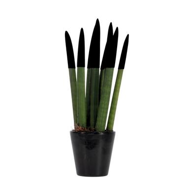 Afrikaanse Speerplant - Sansevieria cylindrica - Hoogte 20-40cm - Pot 9cm