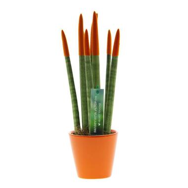 Vrouwentong - Sansevieria cylindrica - Hoogte 20-40cm - ⌀9cm product
