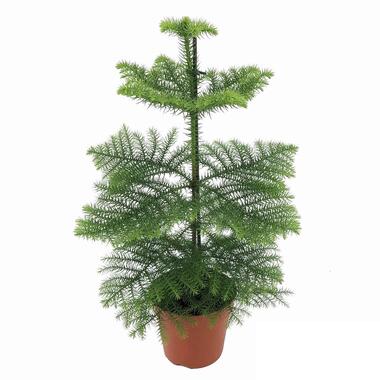 Araucaria Heterophylla - Norfolkden - Kamerden - Pot 14cm - Hoogte 45-55cm product