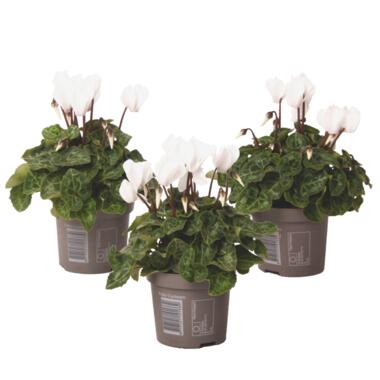 Cyclamen persicum 'Metis White' - Set van 3 - Pot 9cm - Hoogte 10-20cm product