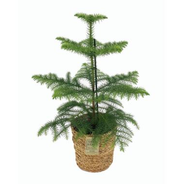 Araucaria Heterophylla - Inclusief mand - Kamerden - Pot 17cm - Hoogte 50-60cm product