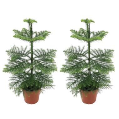 Araucaria Heterophylla - x2 - Norfolkden - Kamerden - Pot 14cm - Hoogte 45-55cm product