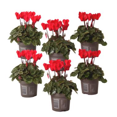 Rode Cyclamen - Set van 6 - Pot 9cm - 10-20cm product