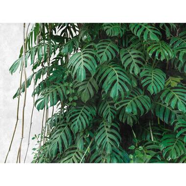 One Wall one Role fotobehang - jungle-motief - groen en grijs - 371 x 280 cm product