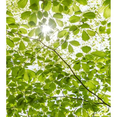 Sanders & Sanders fotobehang - lente bos - groen - 250 x 280 cm - 612587 product