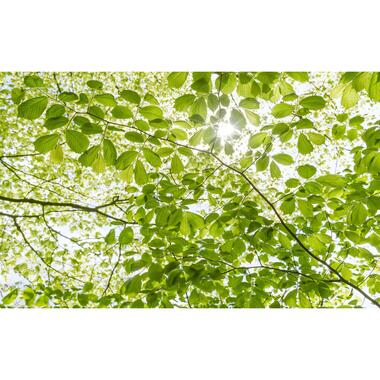 Sanders & Sanders fotobehang - lente bos - groen - 450 x 280 cm - 612632 product